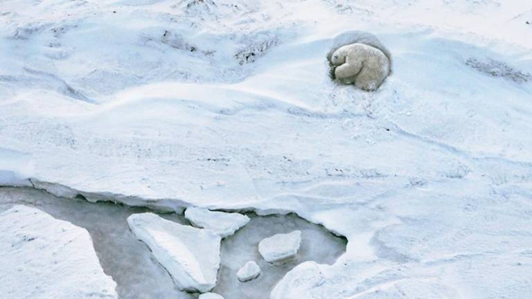 Los osos polares dependen del hielo marino para atrapar su presa y por cada semana de hielo que se pierde en los inviernos del Ártico, los osos polares pierden alrededor 7 kg de grasa. (Fuente, nationalgeographic.com) 