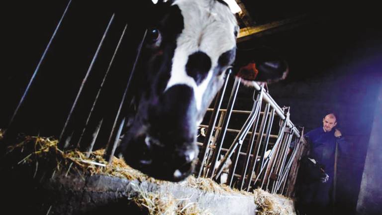 El coste de la alimentación de la vacas ha subido un 26 %, según UUAA. Foto: Gallego