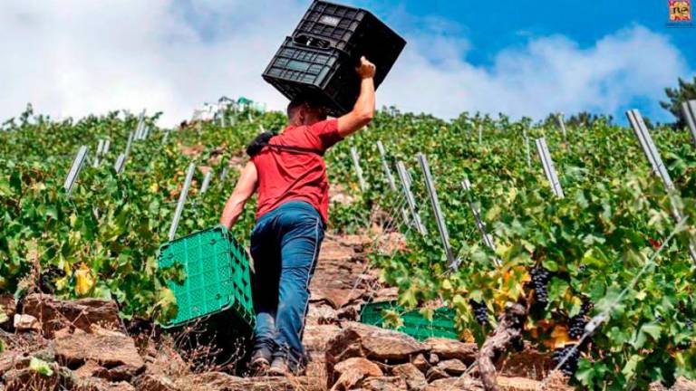 vendimia. Un carretador de uvas subiendo una empinada cuesta en un viñedo de la Ribeira Sacra. Foto: R.S.