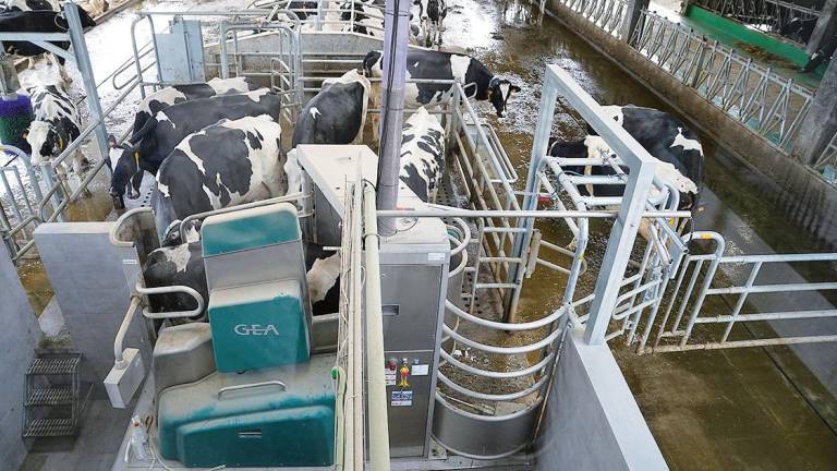 Imaxe dunha explotación de vacún de leite ubicada no municipio de Lalín. Foto: C. L.