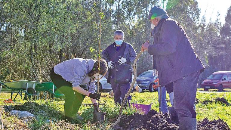 Participantes en la jornada de reforestación plantando un ejemplar en la tierra. Foto: Gallego