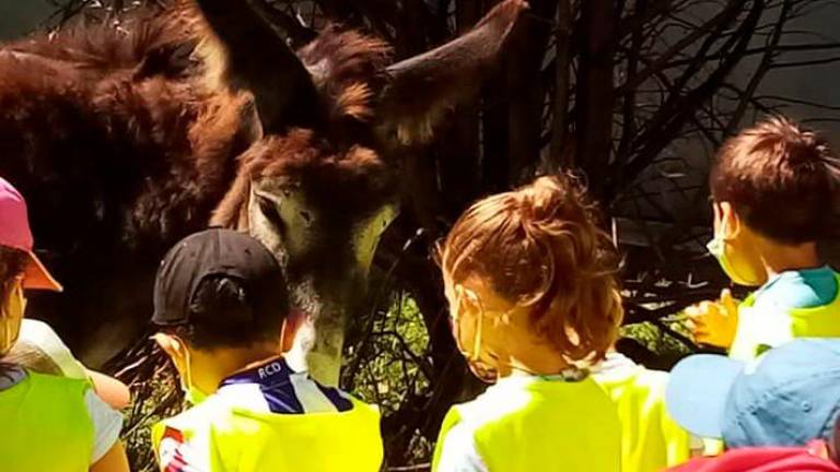 VISITA A MÍCHEL. Os cativos visitaron a Míchel, o burro de Fousas ao Monte. Foto: C.R.
