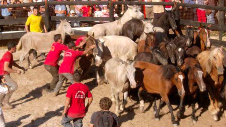 Un momento da rapa das bestas no curro vimiancés do Campo da Areosa. Foto: Concello de Vimianzo