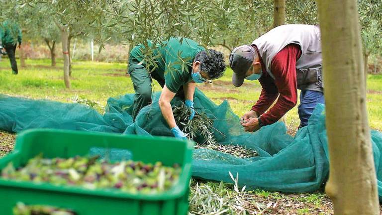 campaña de la recogida de la oliva de Aceites Abril.
