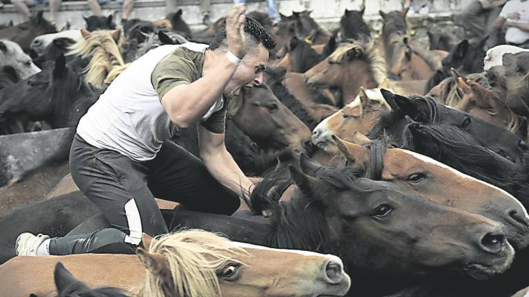 Un aloitador a lomos de un caballo entre la manada durante la rapa das bestas de Sabucedo. Fotos: Puri Sangiao
