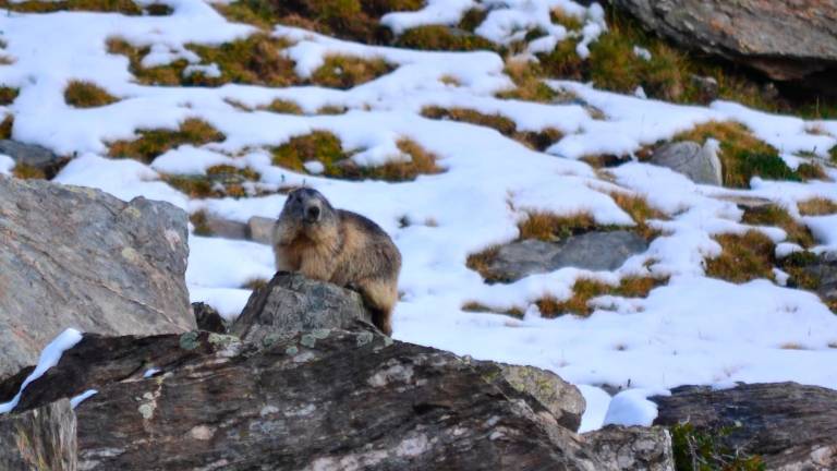 Una marmota este verano en la zona de Vallter, en el Ripollès. FOTO: VERÓNICAO COUTO