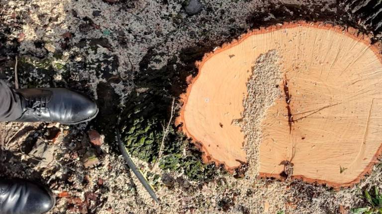 Un tocón que, según los expertos, elimina dudas sobre la salud de los árboles y el riesgo de desplome. foto: AA VV