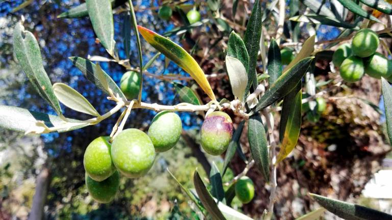 Aceitunas autóctonas de los olivos centenarios del valle de Quiroga. A la derecha, el kit para garantizar la autenticidad de los alimentos. Foto: Efe