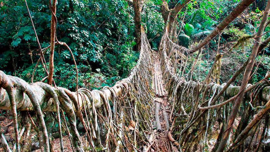 Jingkieng Nongriat. Esta increíble estructura se encuentra en el noroeste de la India, puede soportar el peso de 50 personas y está formada por dos pisos colgantes de raíces vivas. (Fuente, www.hola.com)