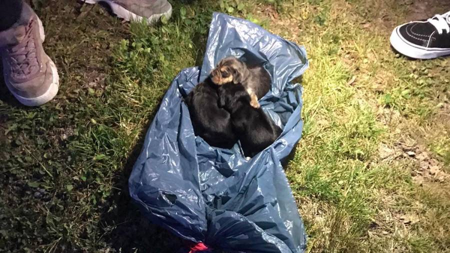Final feliz para dous dos cachorros que atoparon dentro dunha bolsa do lixo