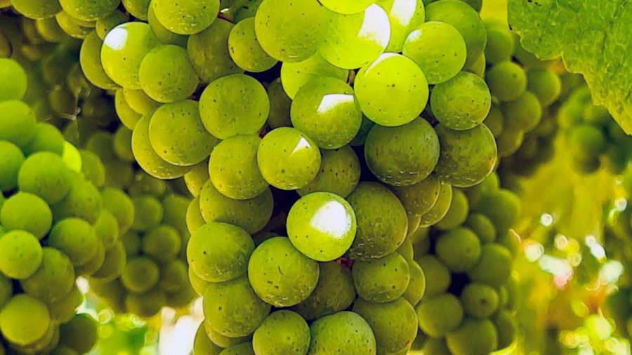 Racimo de uvas de un viñedo gallego, en concreto de Rías Baixas. Foto: R.B.