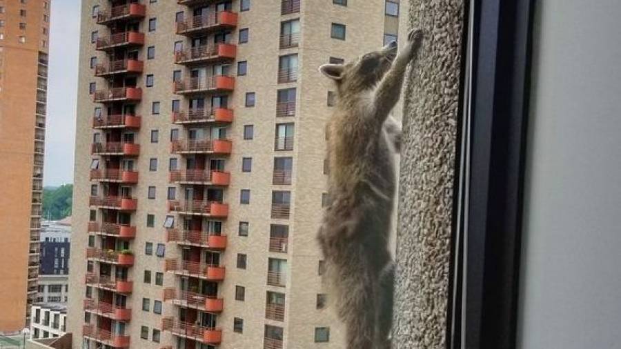 Un mapache se vuelve viral después de escalar un edificio de 25 plantas