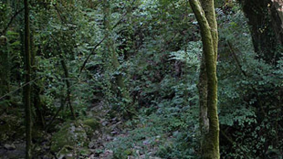 Los bosques bien conservados sólo ocupan el 2% de la superficie forestal