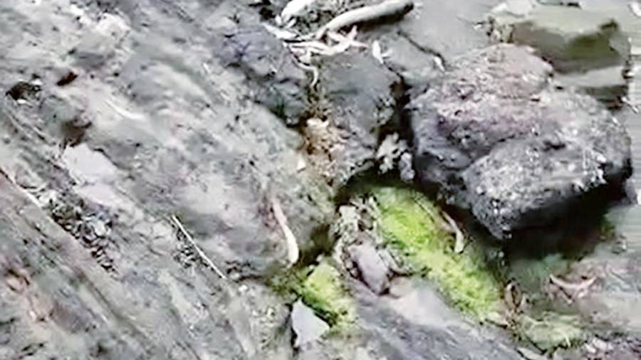 indignación. Captura de pantalla del vídeo en el que se aprecian varios múgeles y doradas muertos junto al cauce del río Ulla en Leiro, lo que motivó la indignación vecinal. Foto: G.