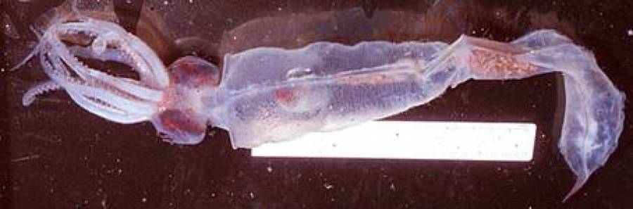 Galiteuthis Glacialis. Como el Megalocranchia Fisheri, este calamar es una especie de calamar de cristal que se encuentran en el océano Antártico. La aleta tiene forma de lanceta y su extremo posterior se asemeja a una aguja corta y delgada. Su cabeza es pequeña con ojos grandes con fotóforos. (Fuente, tolweb.org)