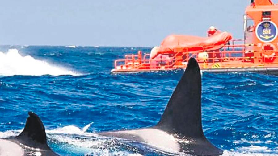 Un anterior avistamiento de orcas en el que pasan junto a una embarcación de Salvamento en Corrubedo. Foto: Salvamento Marítimo