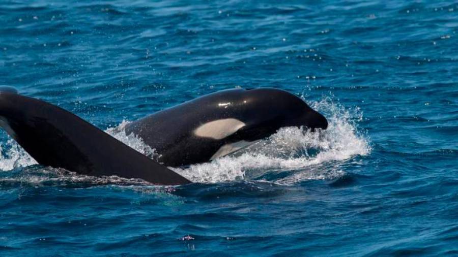 orcas avistadas en la costa gallega. Foto: G.