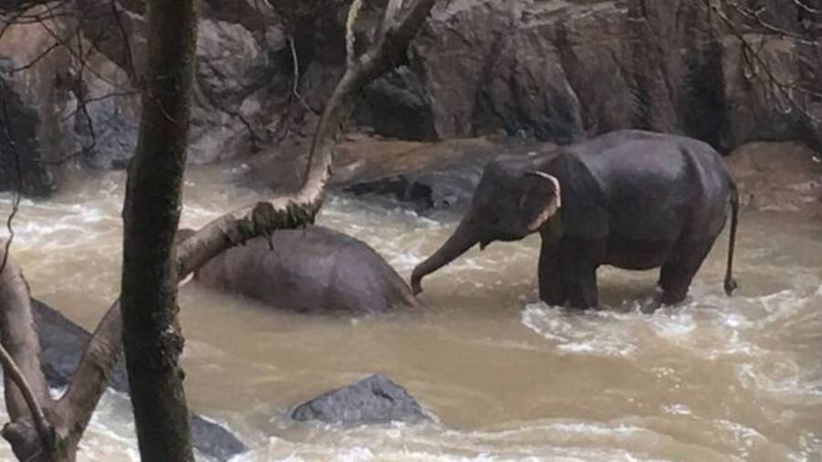 Hallan 5 elefantes muertos en la cascada tailandesa donde se cayeron otros 6
