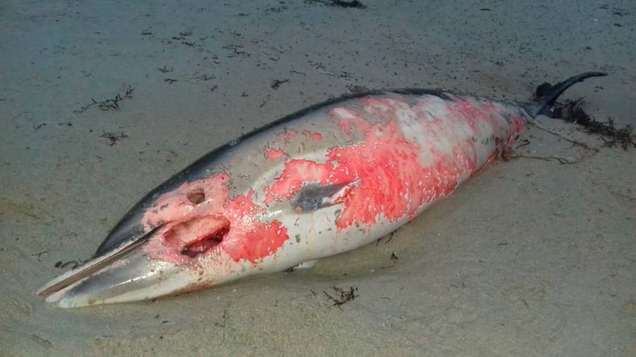 Golfiño morto na praia de Estorde, en Cee. Foto: Antón Sambade