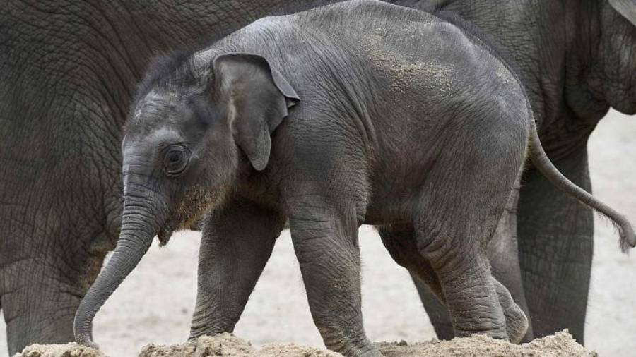 Un bebé elefante juega con la arena a los pies de su madre. (Fuente, www.euronews.com)