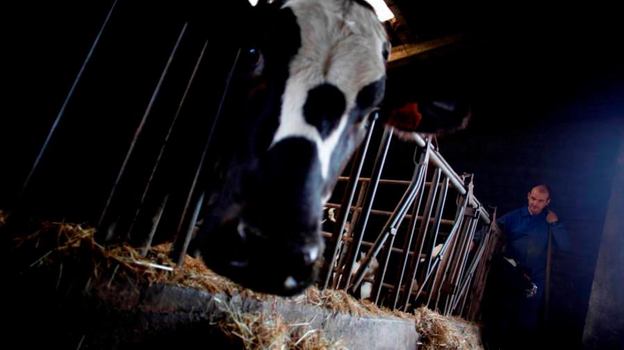 Una vaca comiendo en el establo de una explotación gallega. Foto: Efe