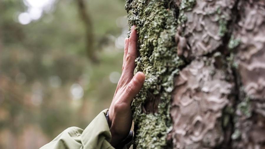 Cabreiroá se une a WWF para reforestar la Serra do Xurés