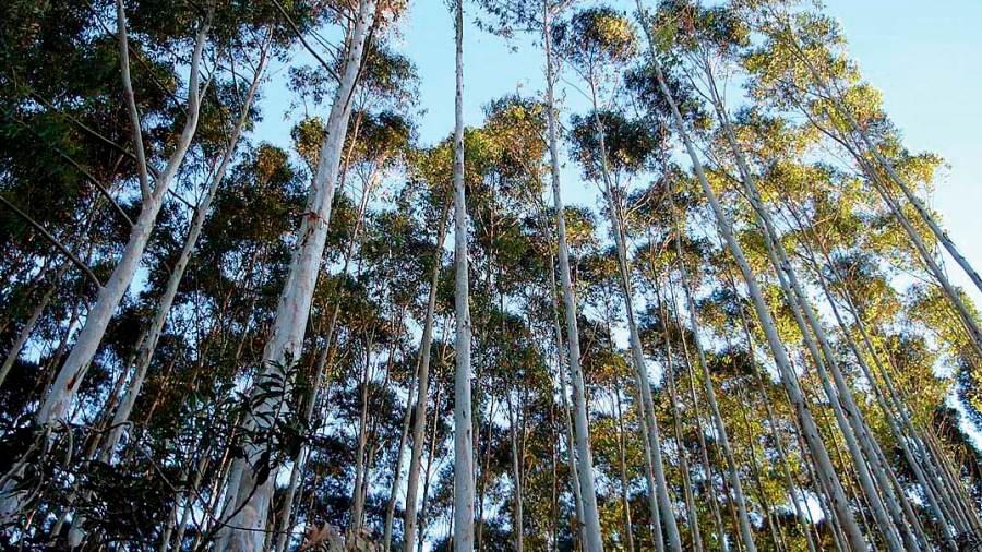 Greenpeace aplaude la moratoria al eucalipto dictada por la Xunta
