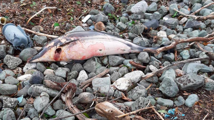 Un dos golfiños que apareceron mortos na costa de Brens, en Cee. Foto: Manuel Sambade