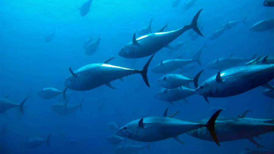 RECURSOS marinos. Un tercio de las poblaciones de peces están sobreexplotadas. Foto: Jealsa 