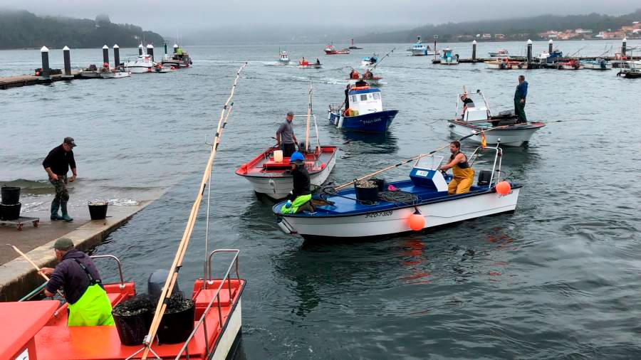 Mariscadores de Noia llegando a tierra en sus embarcaciones. Foto: ECG