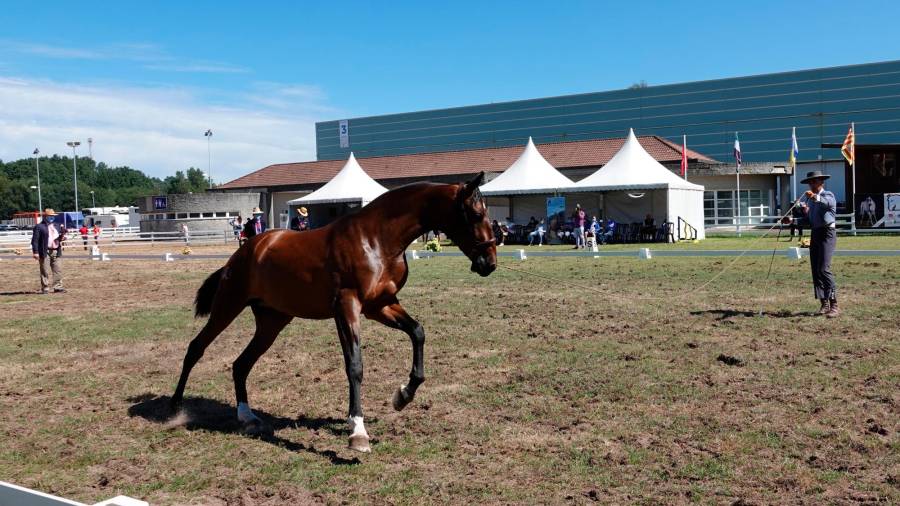 Uno de los caballos participantes en el Campeonato de Pura Raza Española, ayer durante su exhibición. Foto: F. I. G.