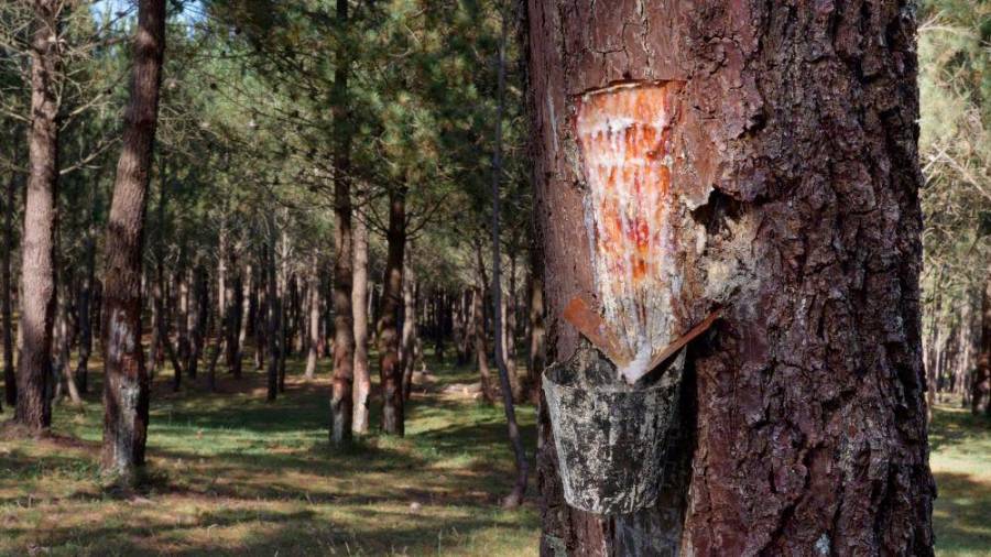 RESINA. Extracción de resina de pinos combinada con coto micológico y silvopastoreo en montes de Baroña.
