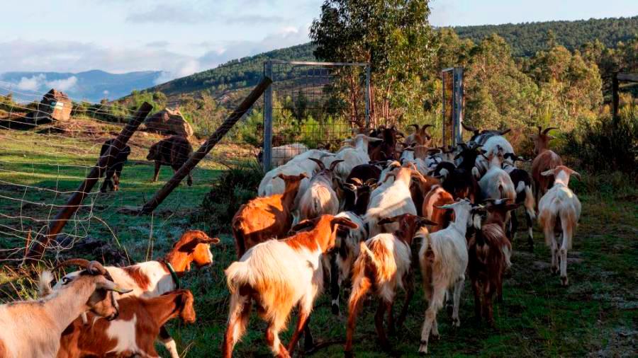 Rebaño de cabras nun monte de Baroña (Porto do Son).