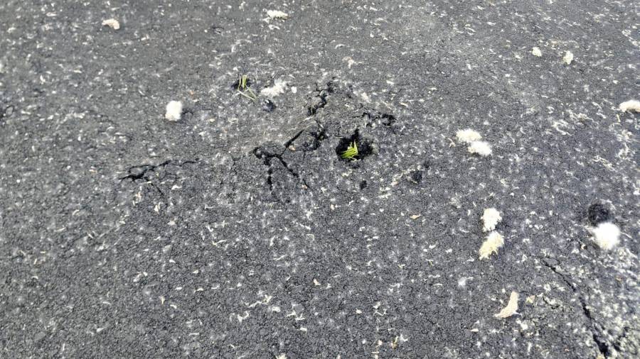 Imagen del PP de Teo en la que se aprecia a una especie vegetal rompiendo el asfalto. Foto: PP