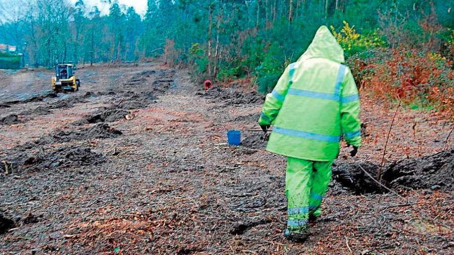 La limpieza de las franjas secundarias responde al plan de prevención y defensa contra los incendios forestales de Galicia. Foto: C. A.
