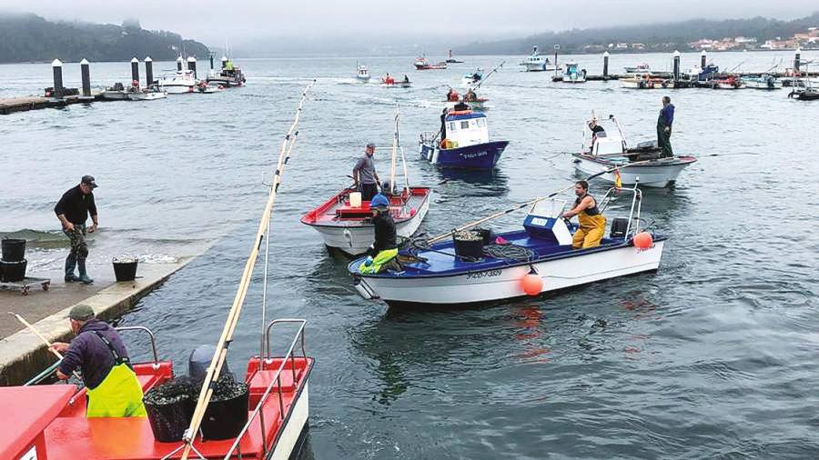 Mariscadores de Noia llegando al puerto de Testal en sus embarcaciones en una campaña pasada. Foto: ECG