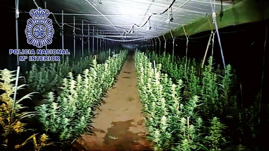Plantación de cannabis ubicada en una vivienda de Ferrol. Foto: Policía Nacional Mº de Interior.
