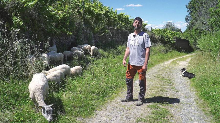 Jose amosará como levar as ovellas ben guiadiñas co seu can de pastoreo. Foto: ECG