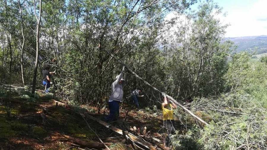 Brigadistas de la asociación ecologista Verdegaia eliminan acacias en la comarca de O Ribeiro este fin de semana