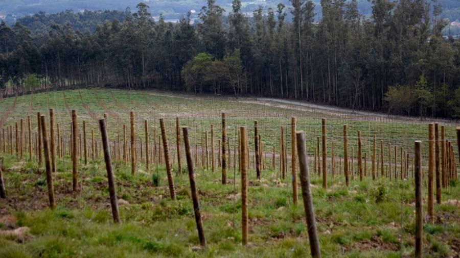 Duplican o viñedo na subzona da Ullaen Rías Baixas con grandes plantacións