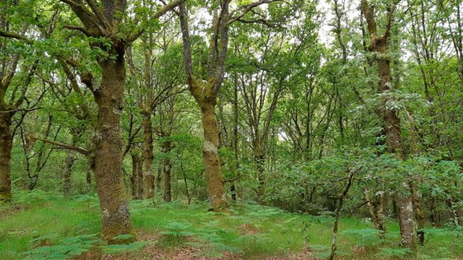 José Tomé quiere crear el parque central de Galicia en Antas de Ulla