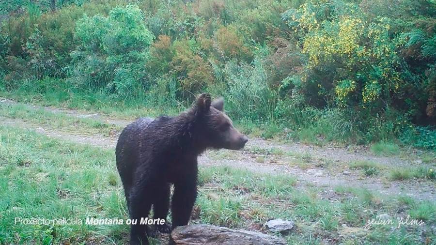 Ejemplar de oso pardo filmado mediante fototrampeo en el rodaje de la película Montaña ou Morte. Foto: Adega