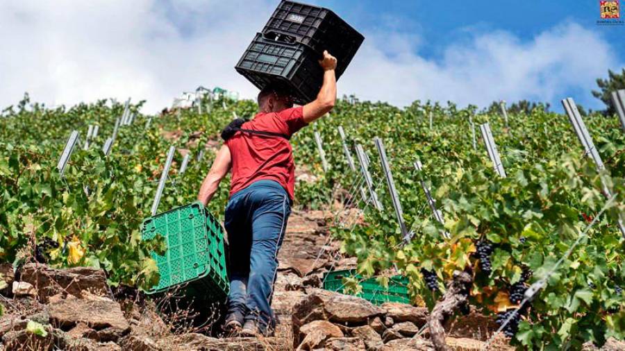 VINO. Un carretador de uvas en una empinada viña de la Ribeira Sacra en la vendimia de este año Foto: RS