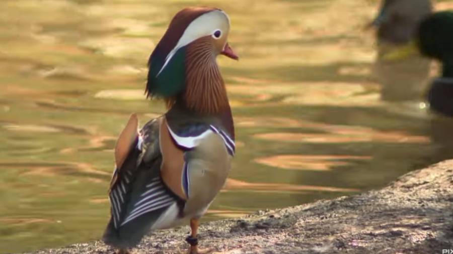 Un colorido pato típico de Asia aparece en Nueva York y cautiva a viandantes