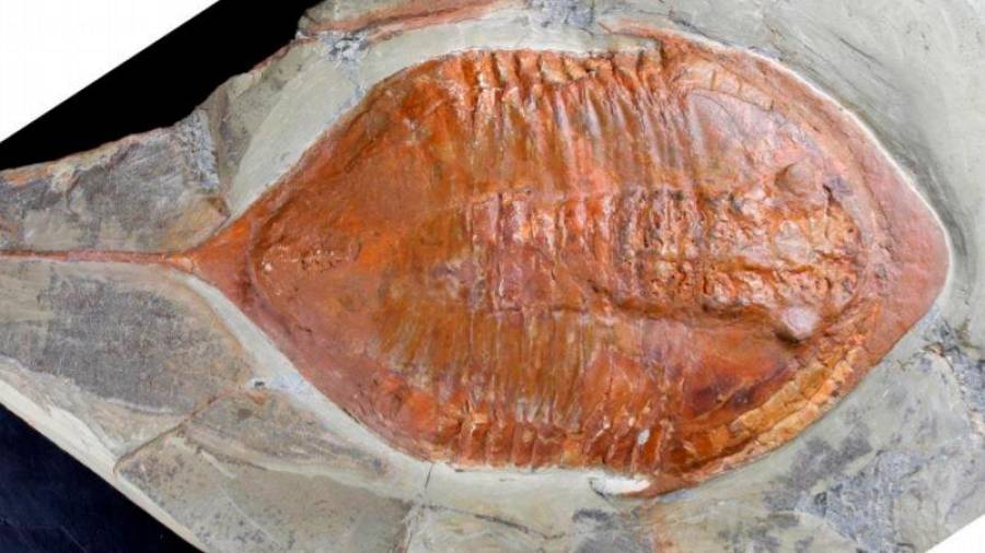 Hallados en Marruecos fósiles de trilobites con patas y partes blandas de hace 478 millones de años FOTO: CSIC - Archivo