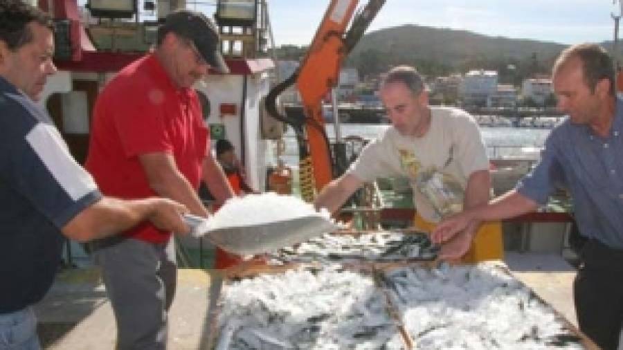 Portosín pide que se tomen medidas para preservar la sardina