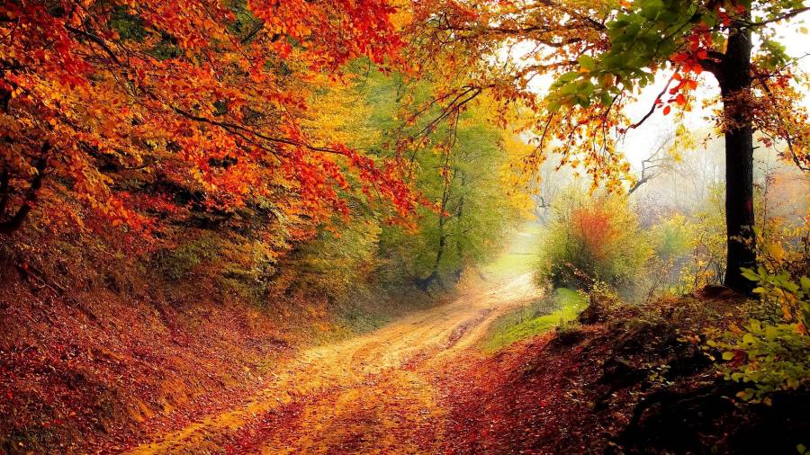 MEDIOAMBIENTE. Un bosque en pleno otoño. Foto: Pixabay