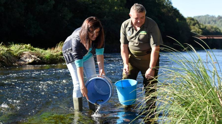 A conselleira de Medio Ambiente realizando unha solta de salmóns nun río galego. Foto: X.G.