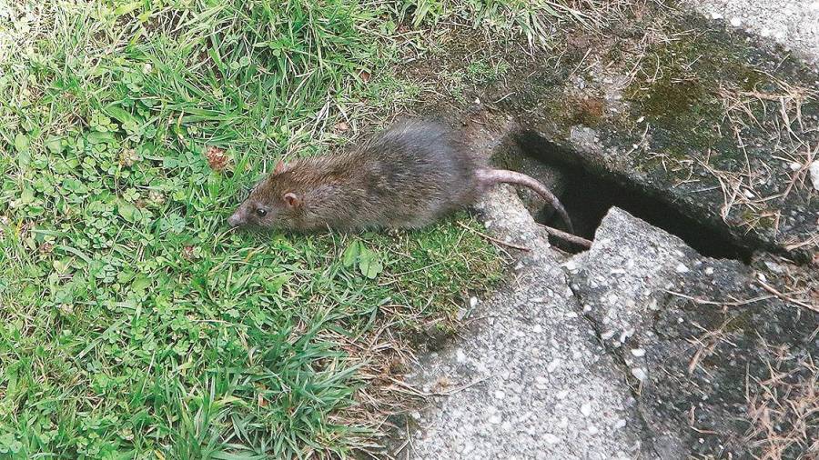 La rata saliendo de un sumidero en el barrio compostelano de Vite. Foto: Antonio Hernández