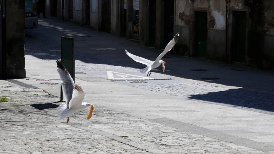 Dos gaviotas levantan el vuelo en Porta do Camiño después de haber logrado hacerse con algunos restos de comida. Foto: Antonio Hernández